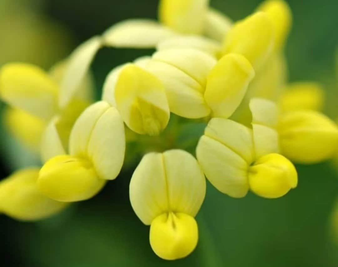 Shrubs for winter colour