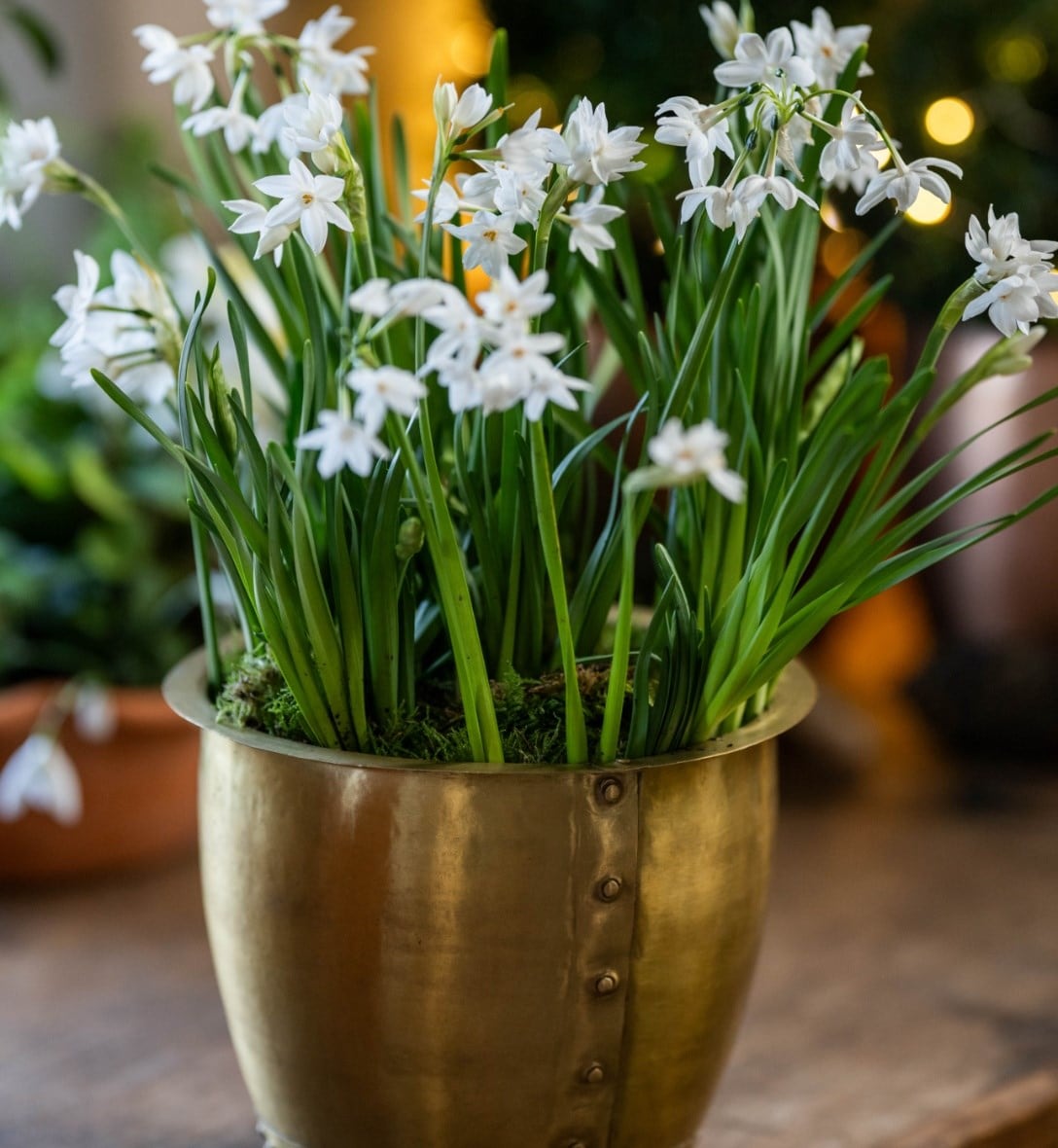 Flowering houseplants