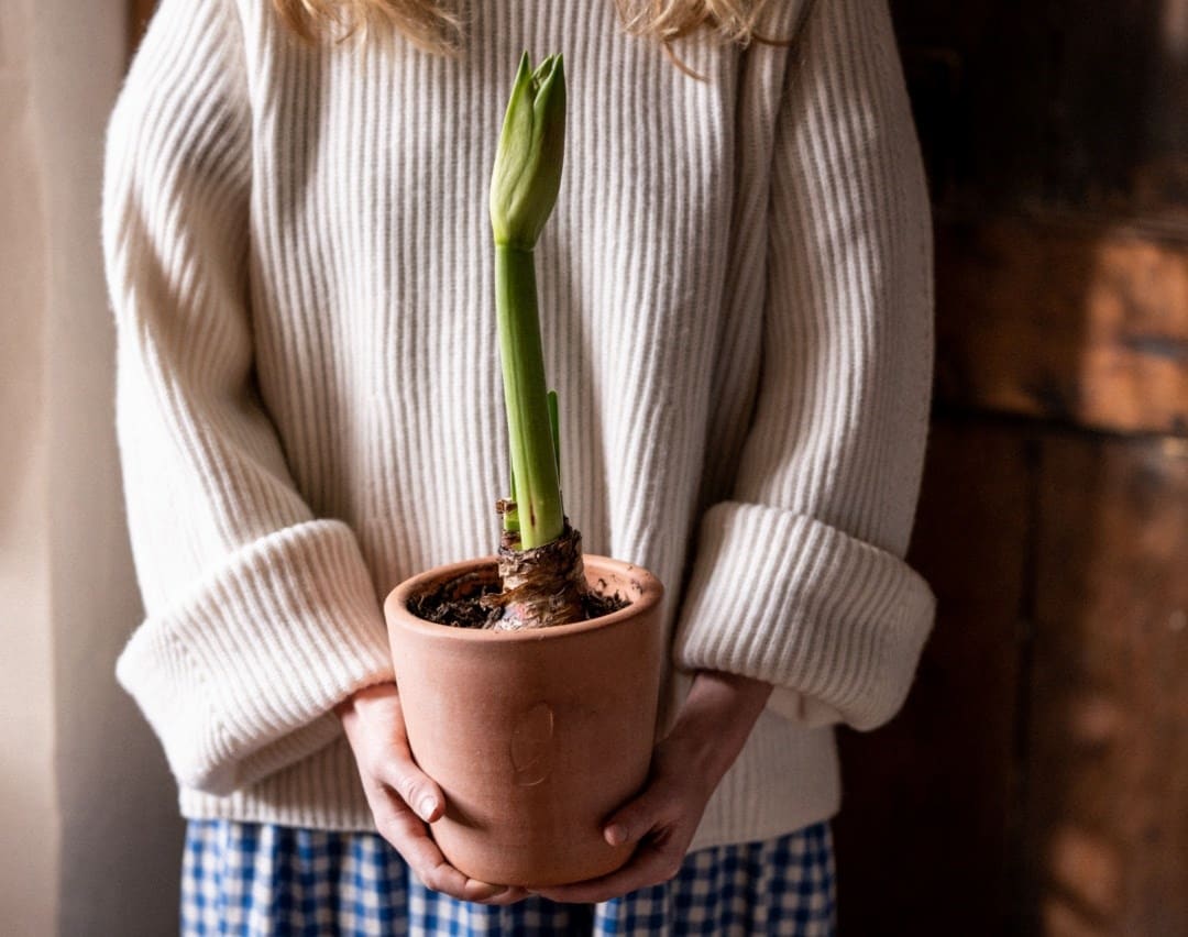 How to grow Christmas amaryllis