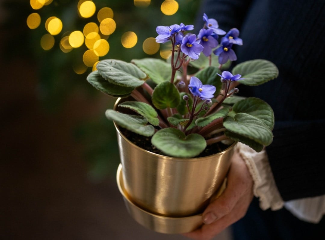 Flowering houseplants