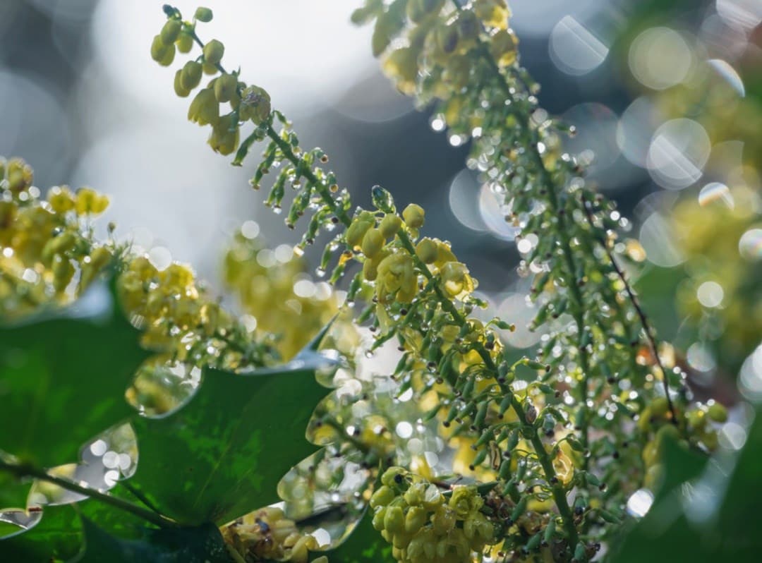 Early winter interest plants