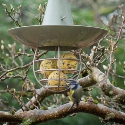 Bird care & wildlife