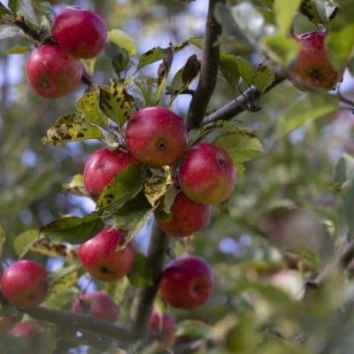 Fruit, trees & herbs