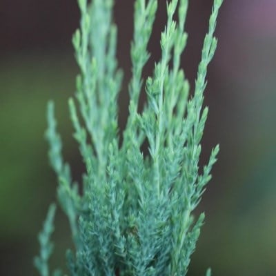 Conifers, hedging & bamboo