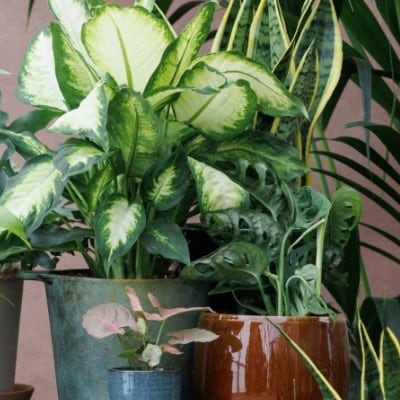 Indoor plants