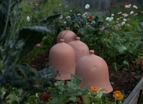 Savings on plants & garden