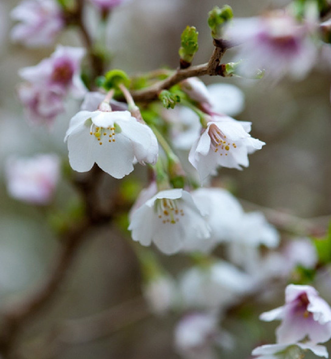 Conifers, hedging & bamboo
