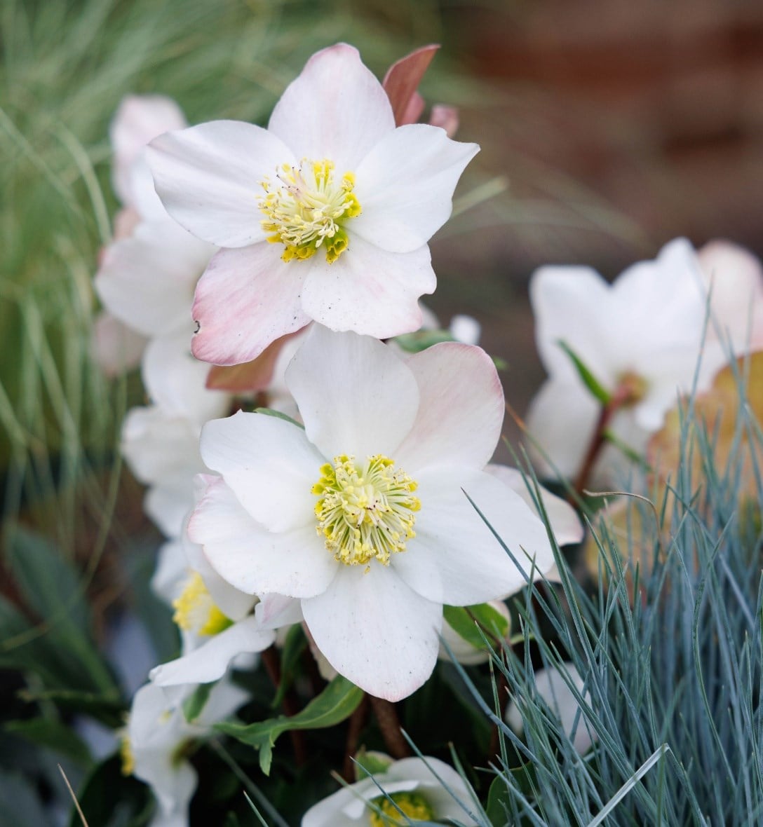 Hellebores
