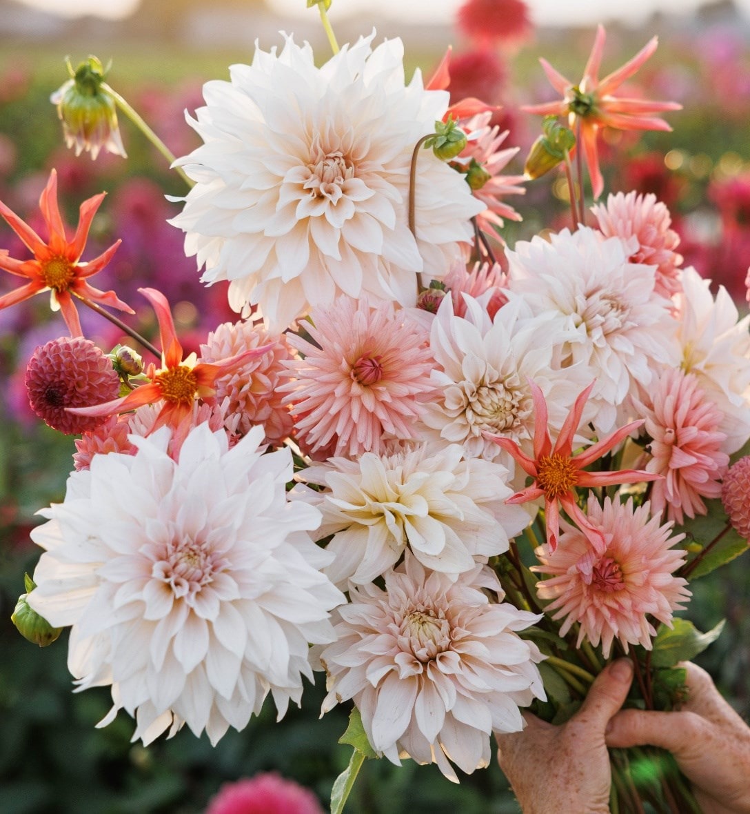 Summer flowering bulbs