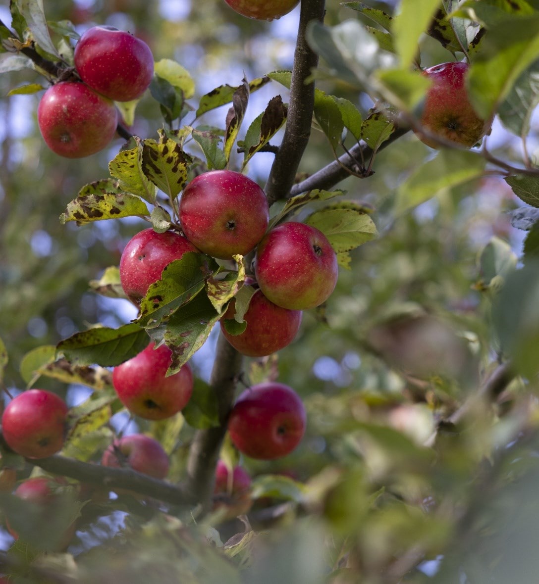 Fruit, trees & herbs