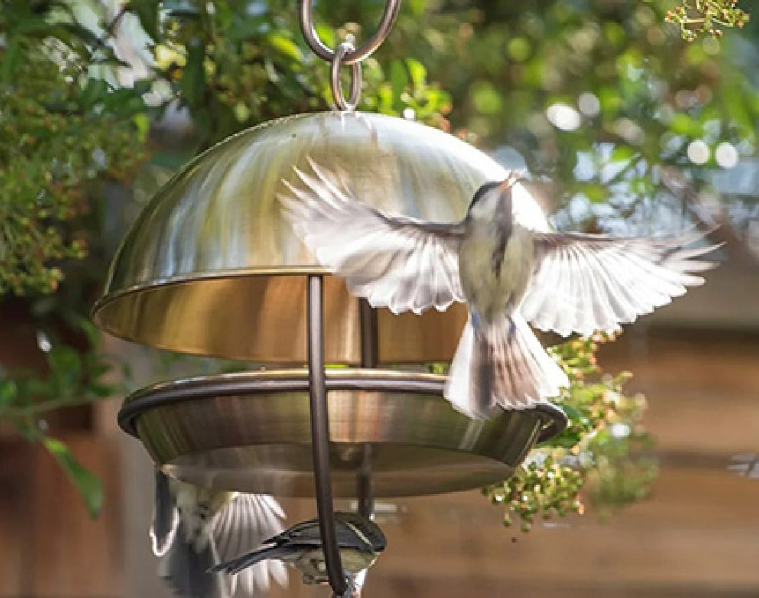 January in the garden