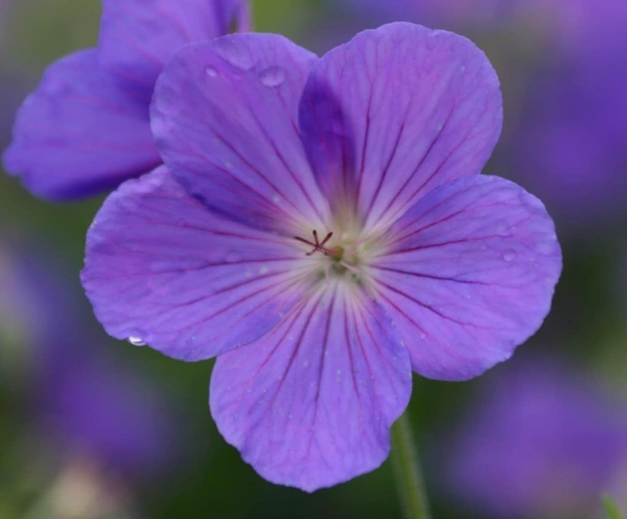 All about hardy geraniums