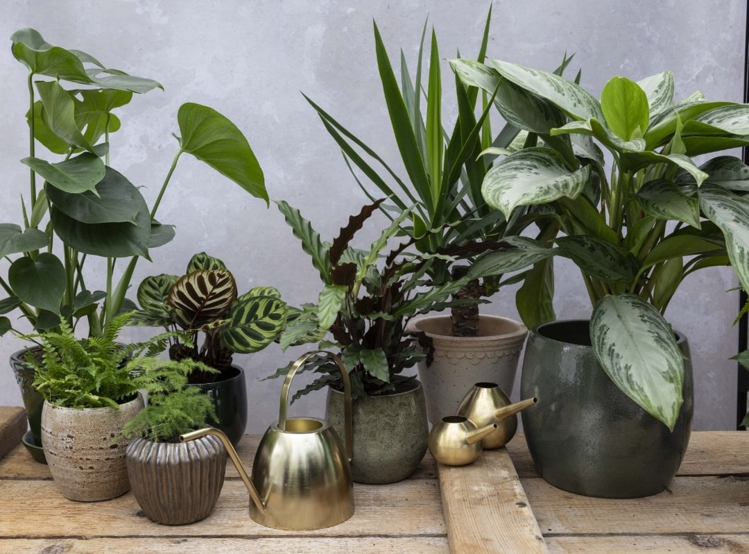 The Head gardener’s plant of the month: Indoor foliage plants