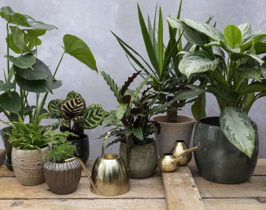 Indoor houseplants