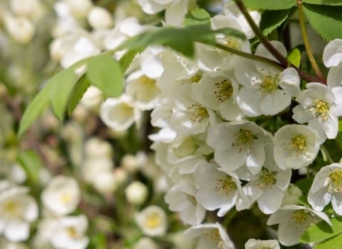 Savings on plants & garden