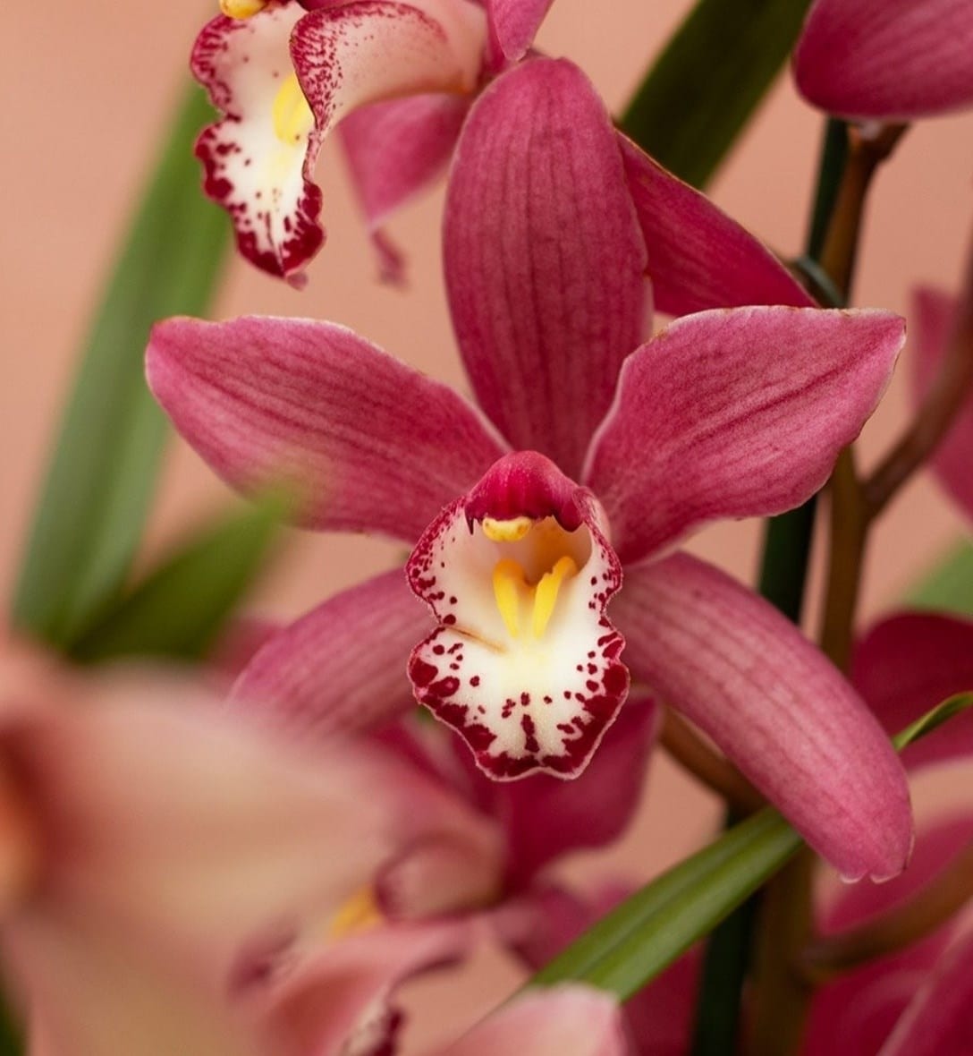 Flowering houseplants