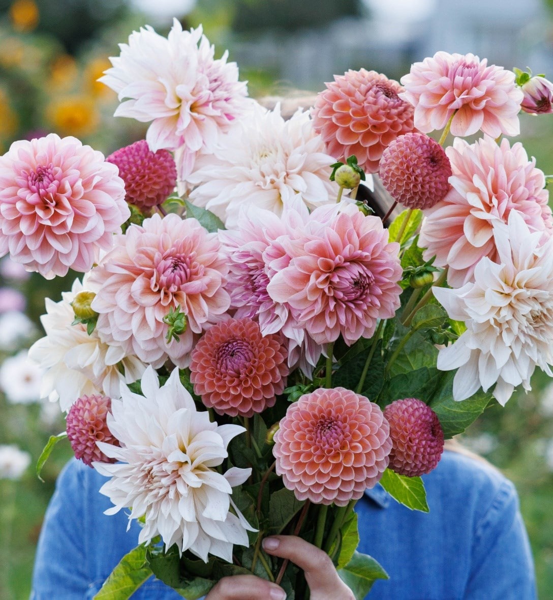 Dahlia tubers