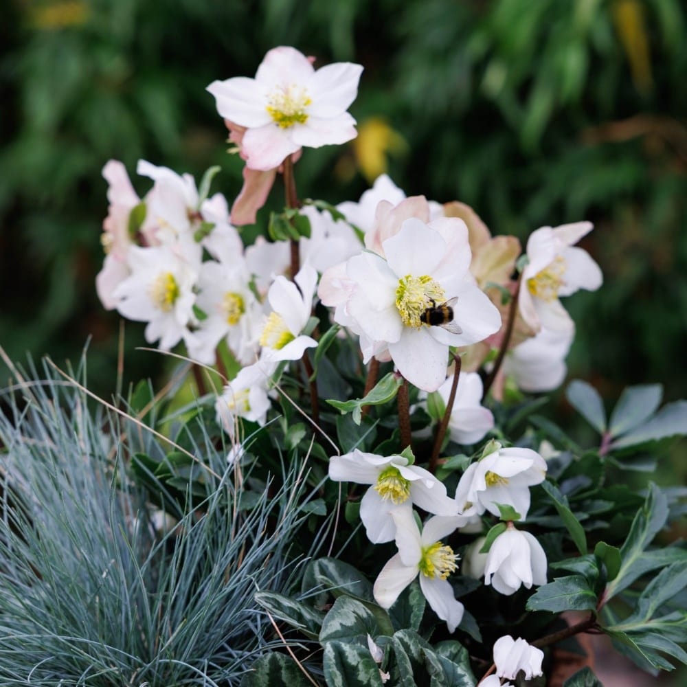 Hellebores