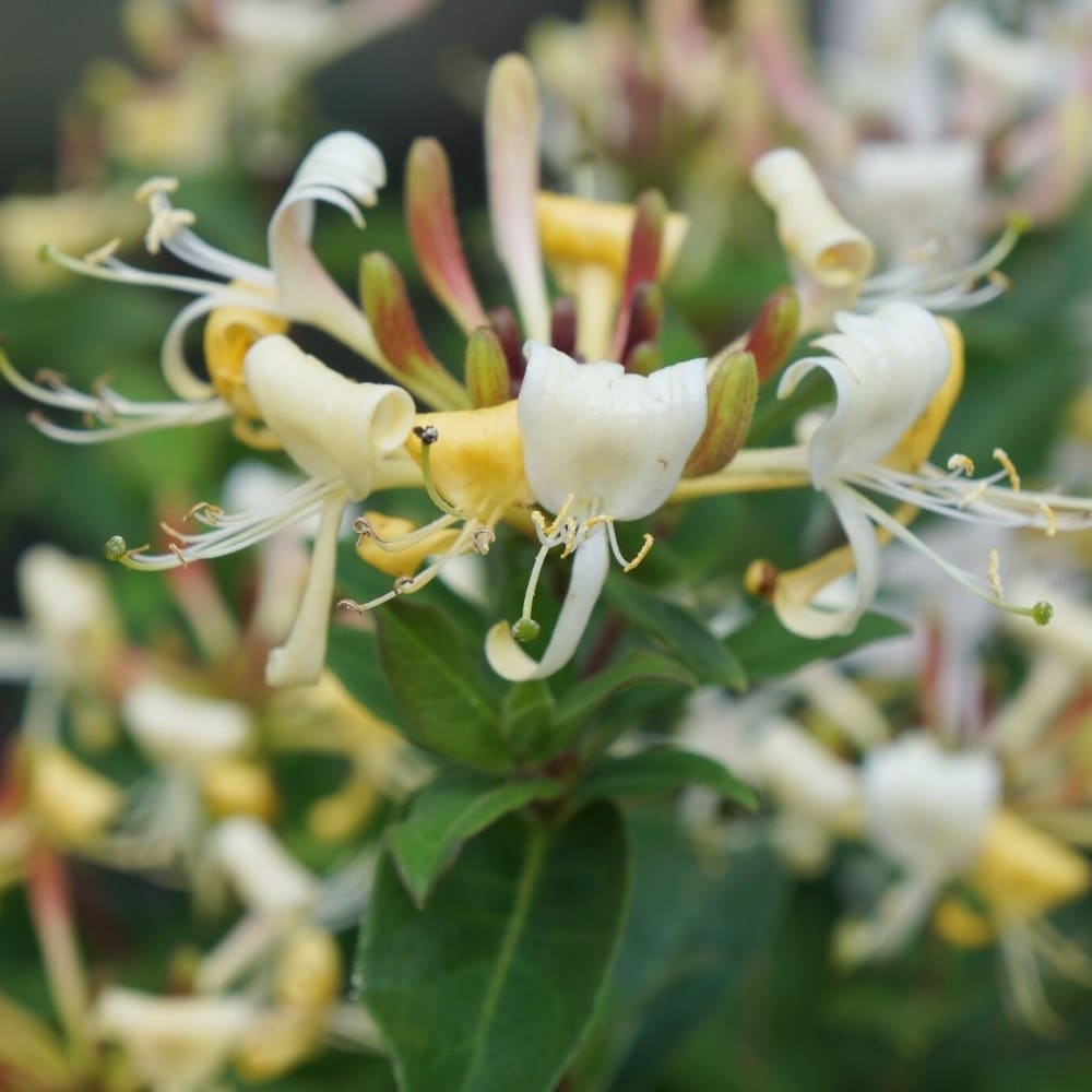 Honeysuckle