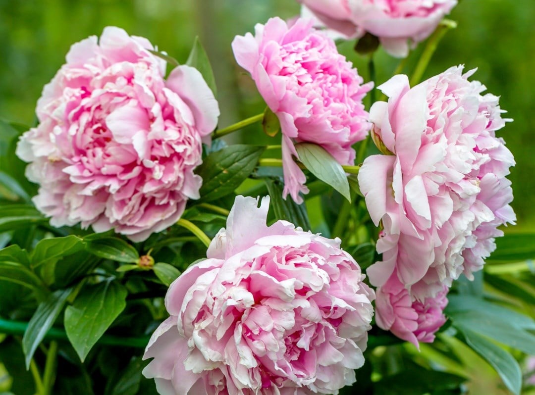 Perfect peonies