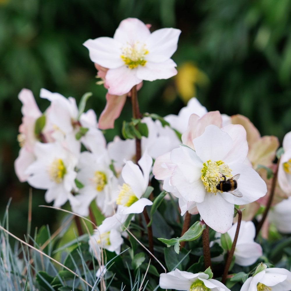 Hellebores