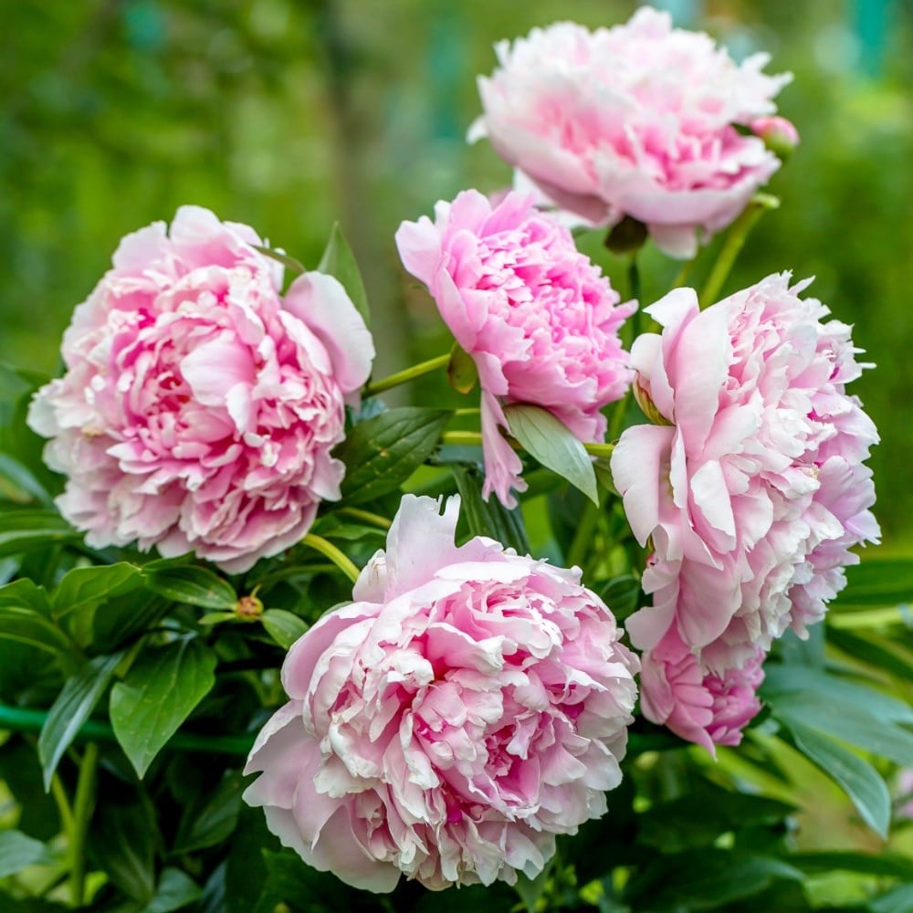 Peonies