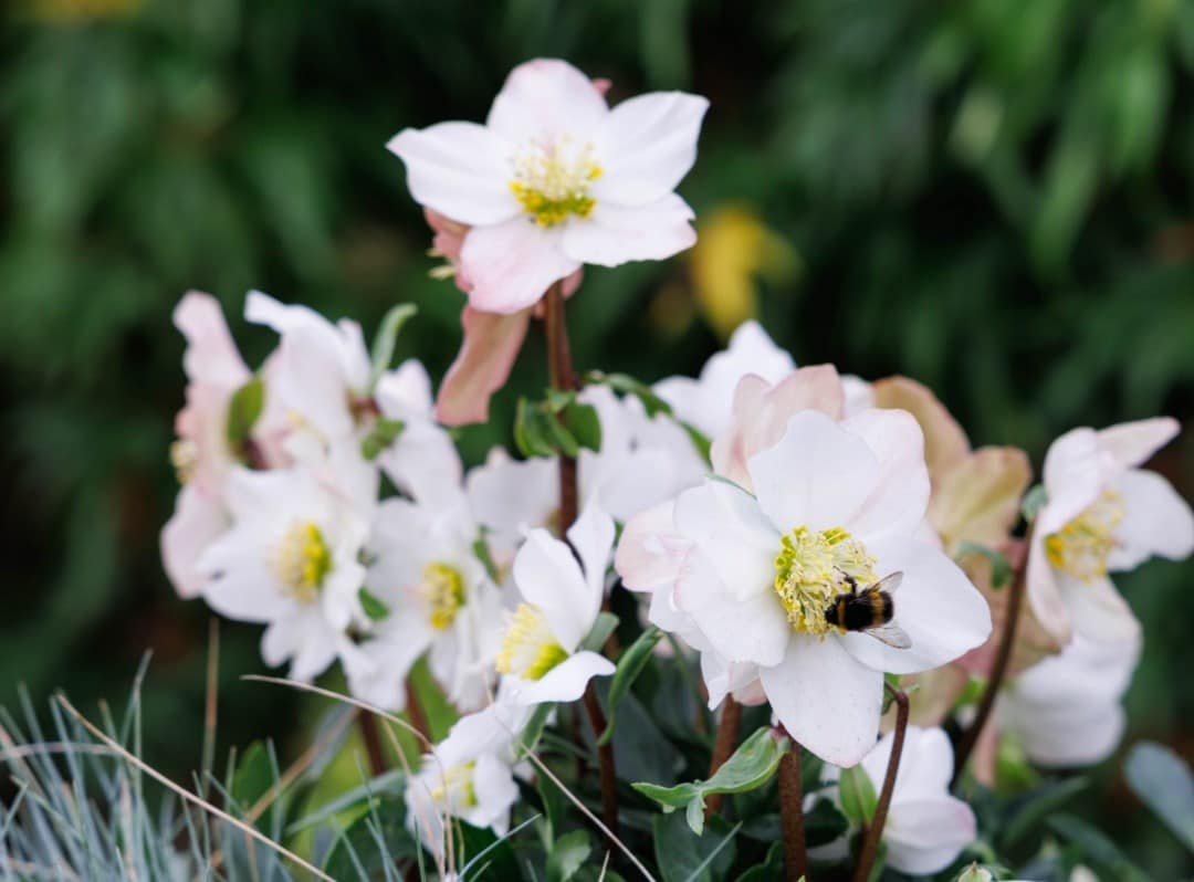 Hellebores