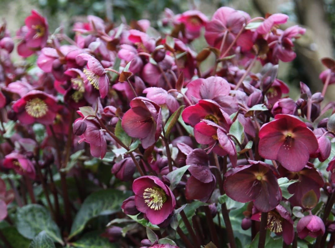 Helen's choice for February