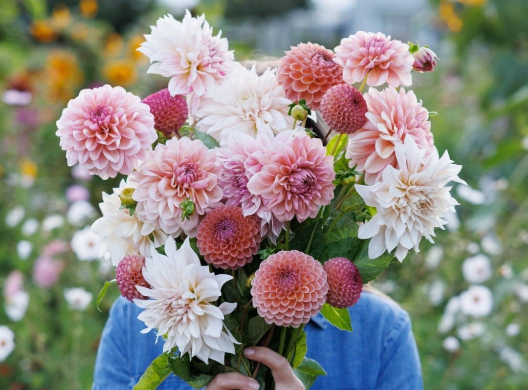 Dahlia tubers