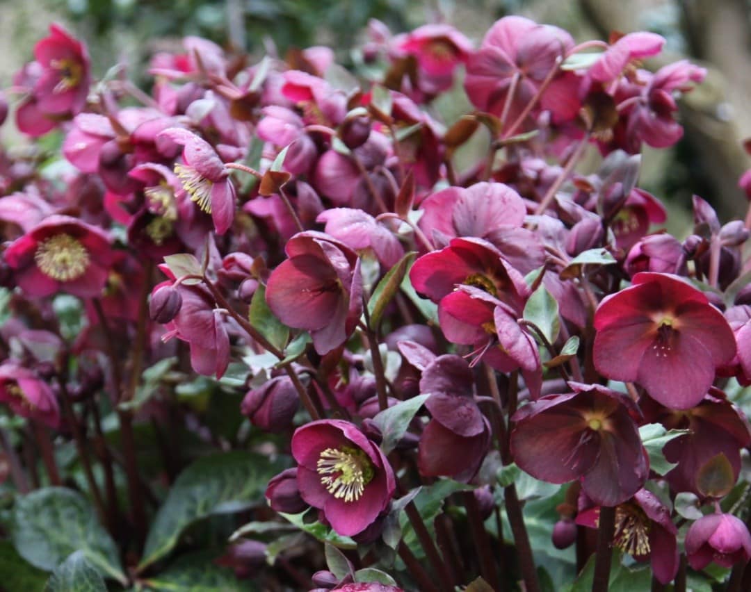 Hellebores