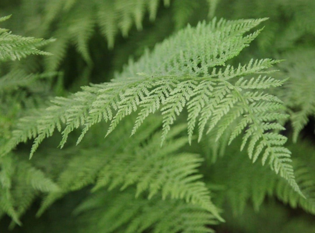 Ferns