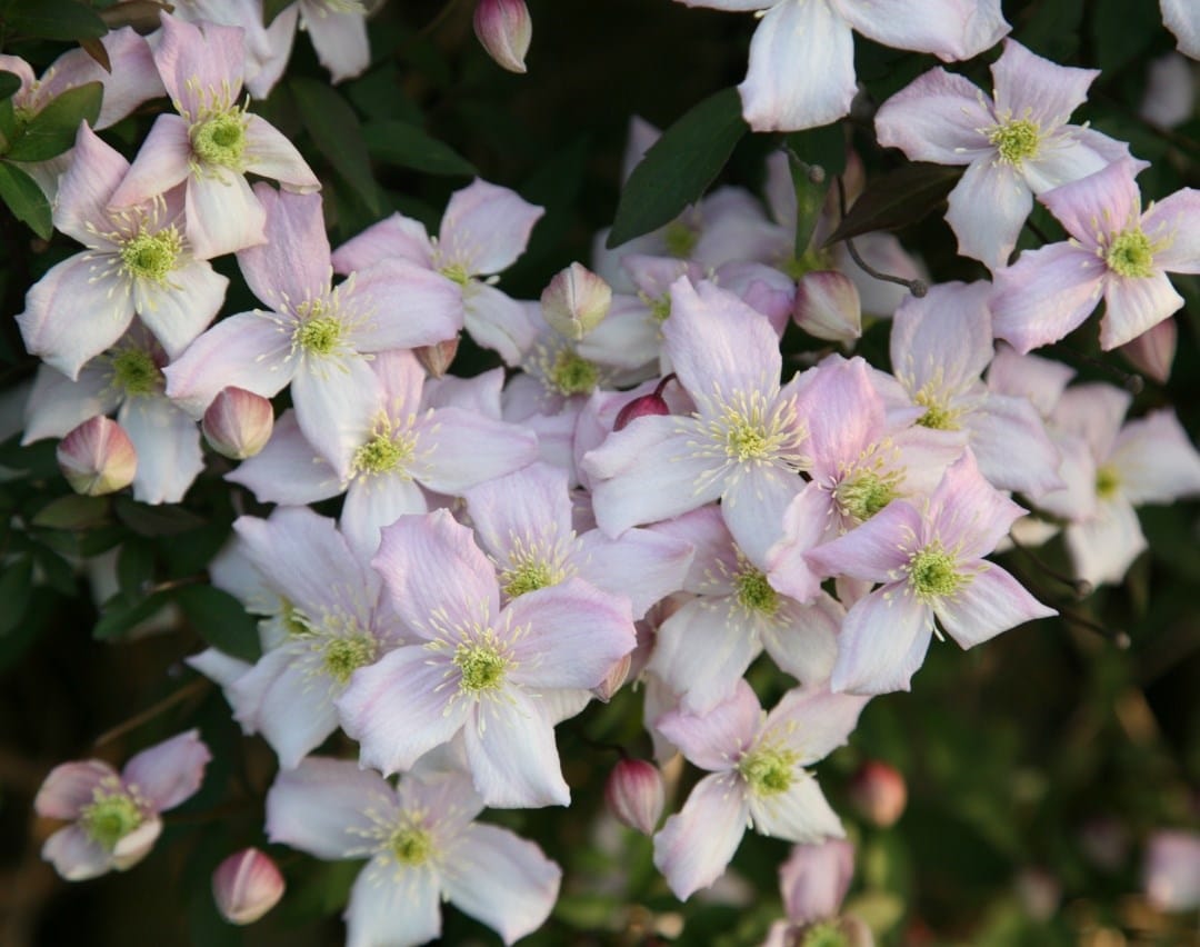 Plant of the month - Clematis