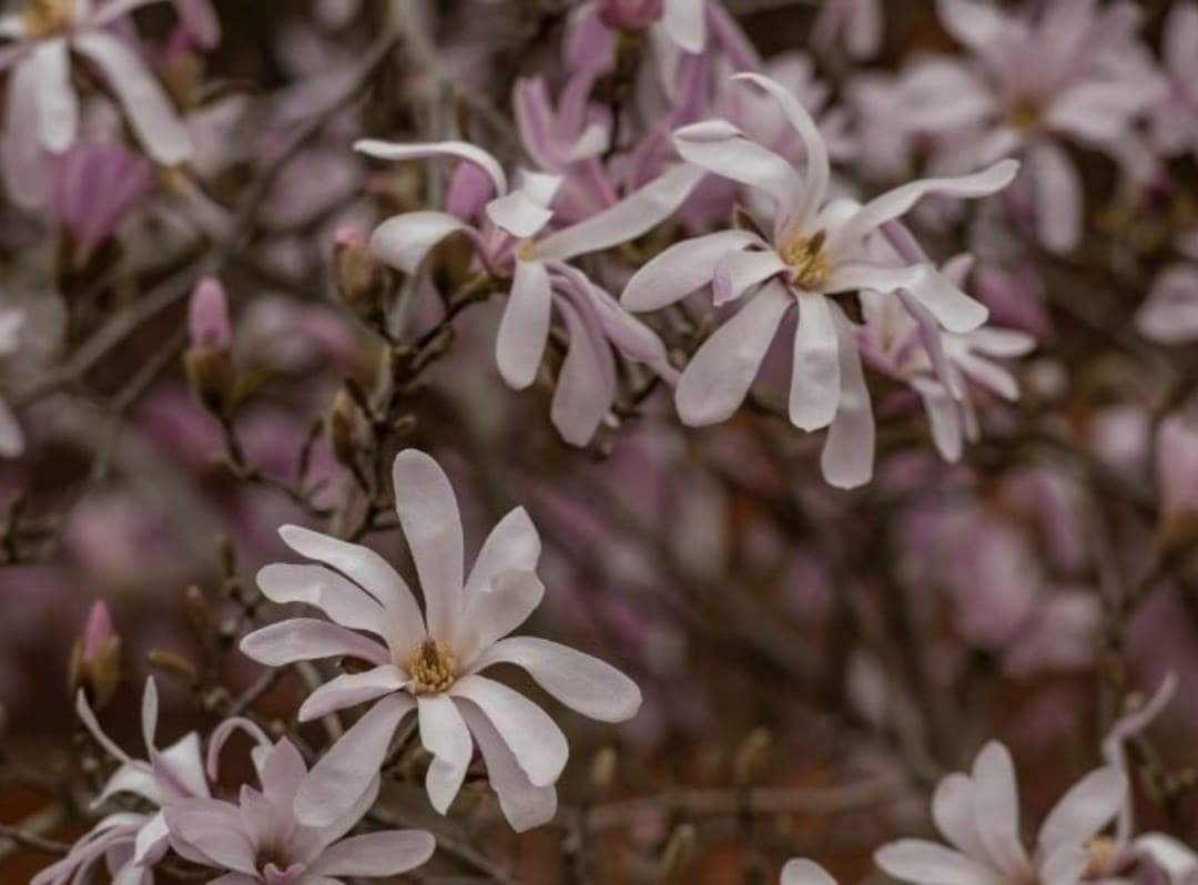 Helen's choice for March 