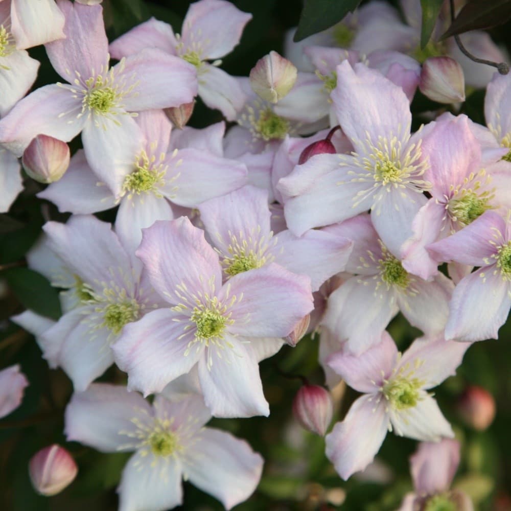 Clematis