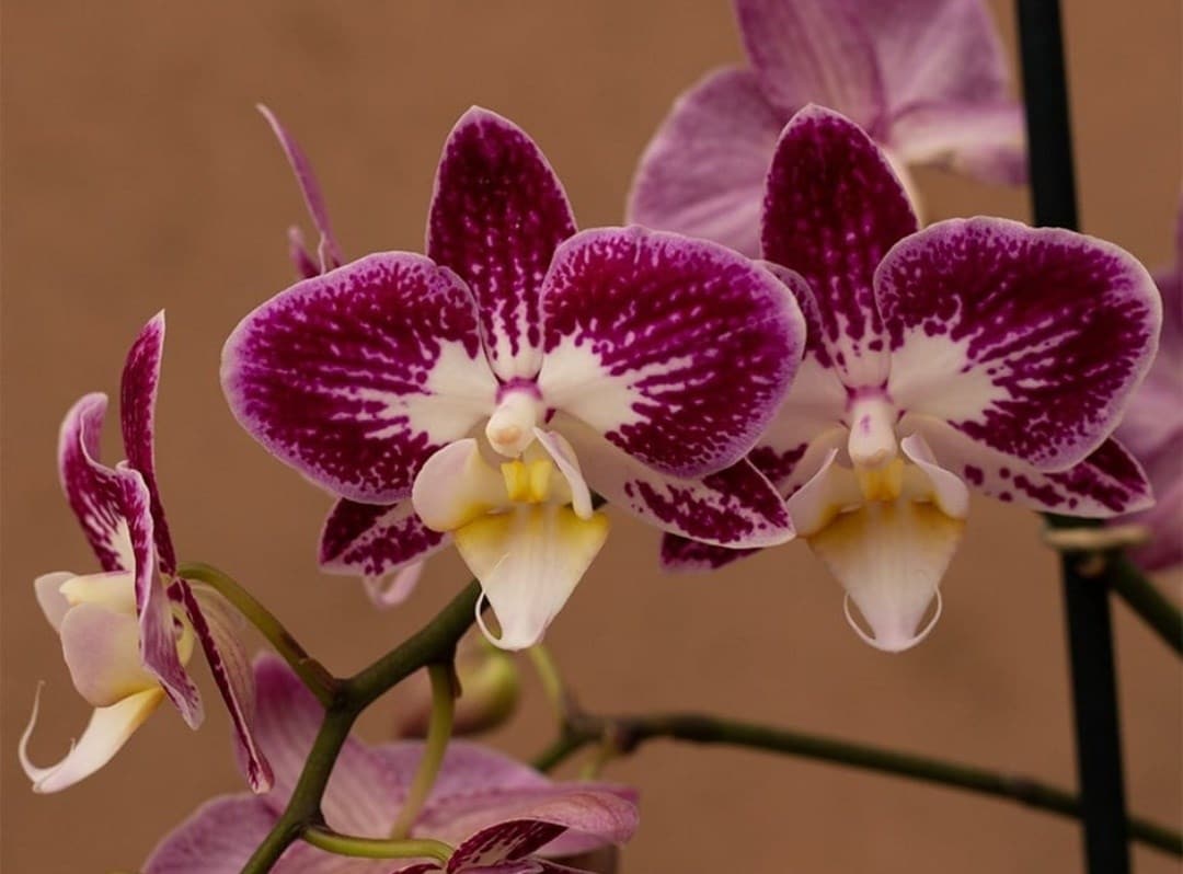 Flowering houseplants