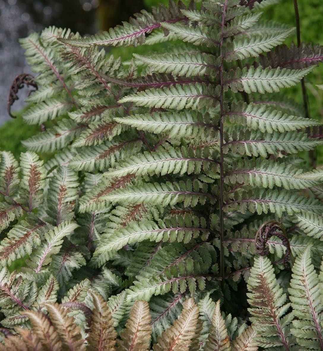 Ferns