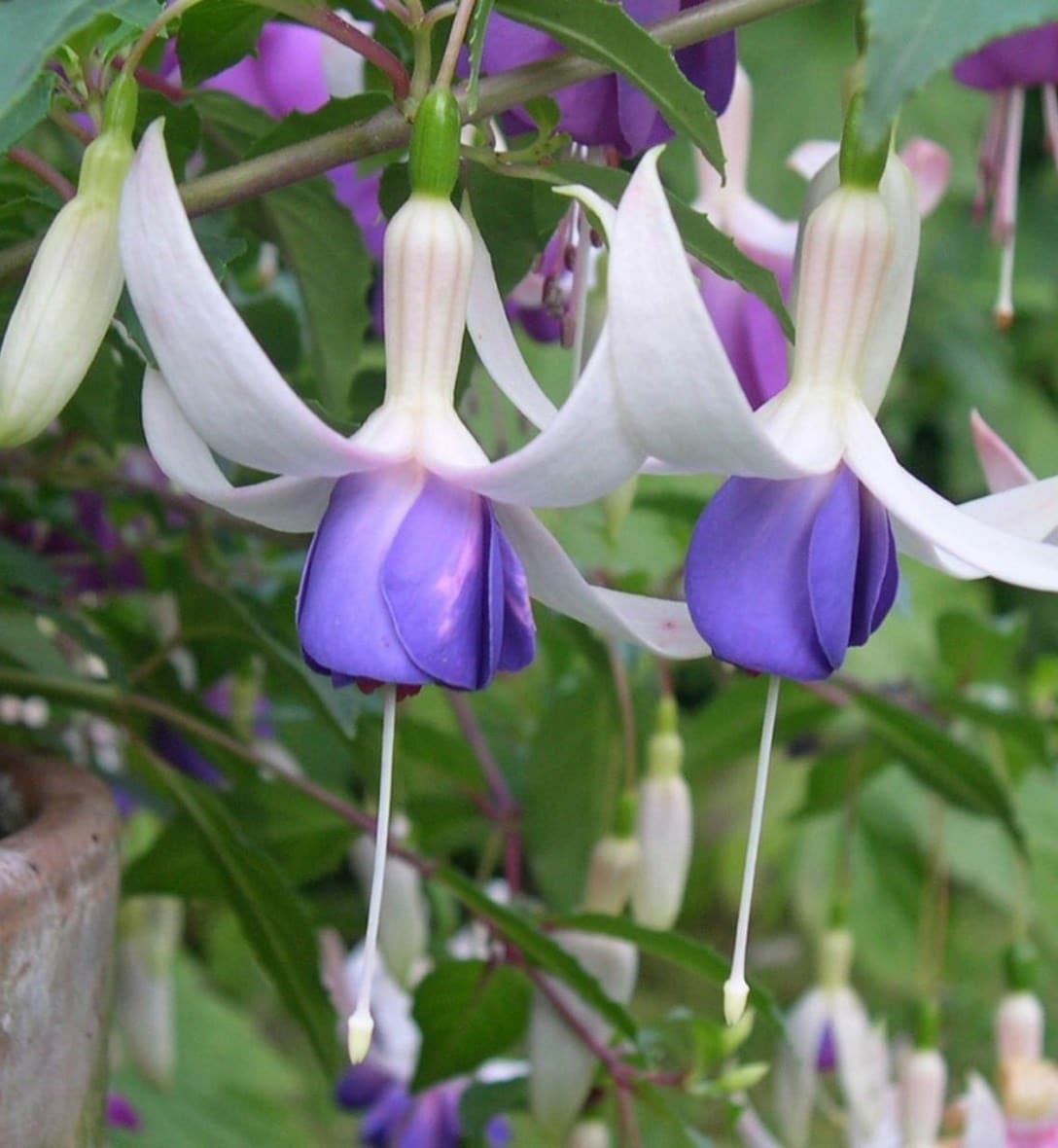Fuchsias
