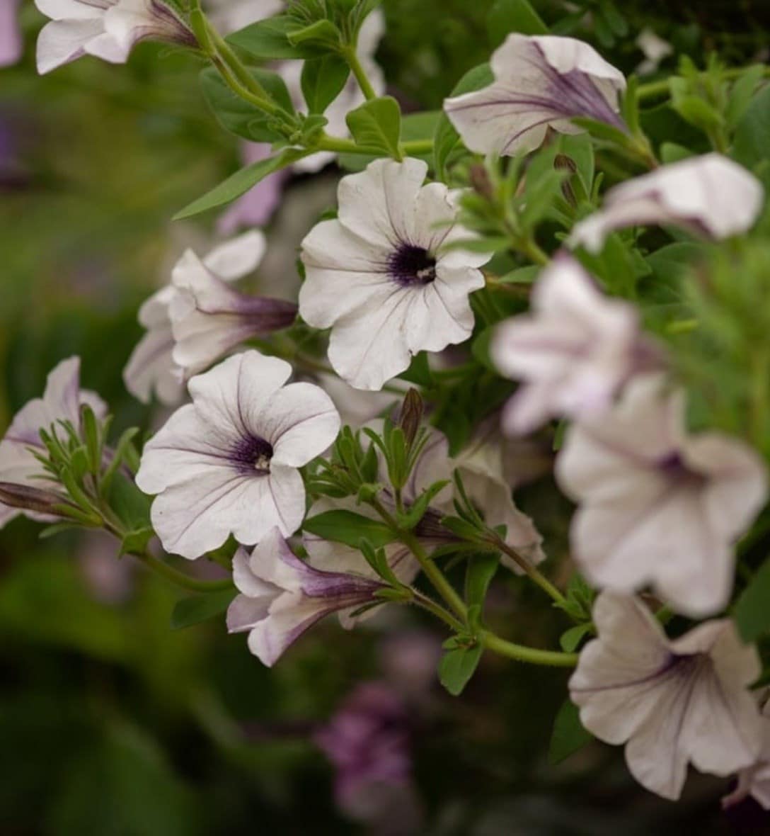 Petunias