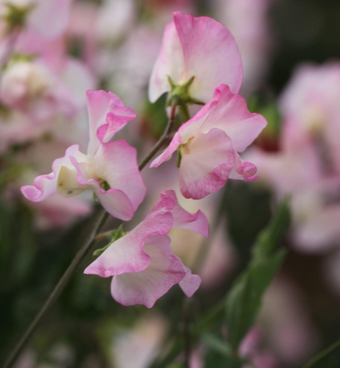 Sweet peas