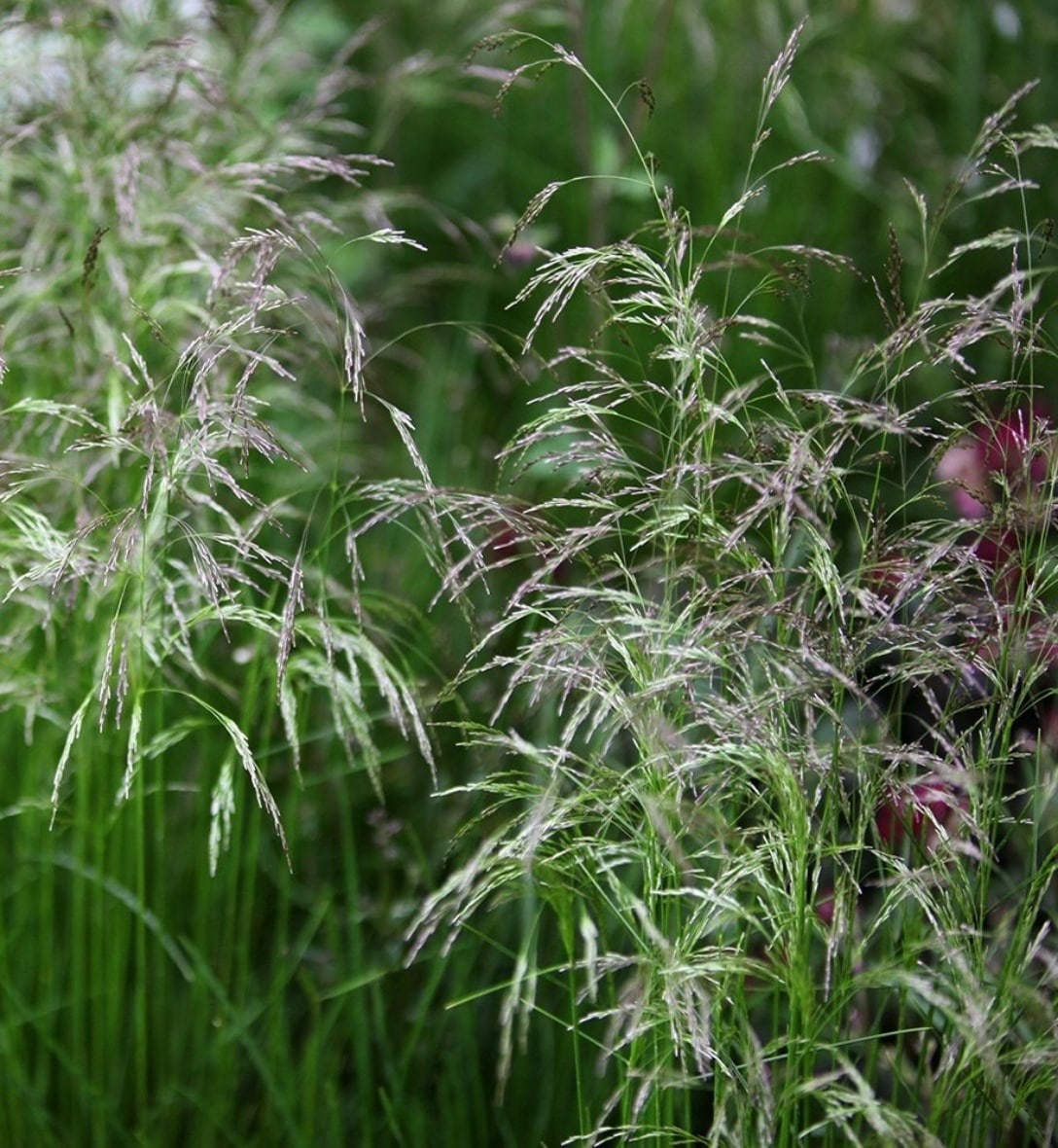 Grasses