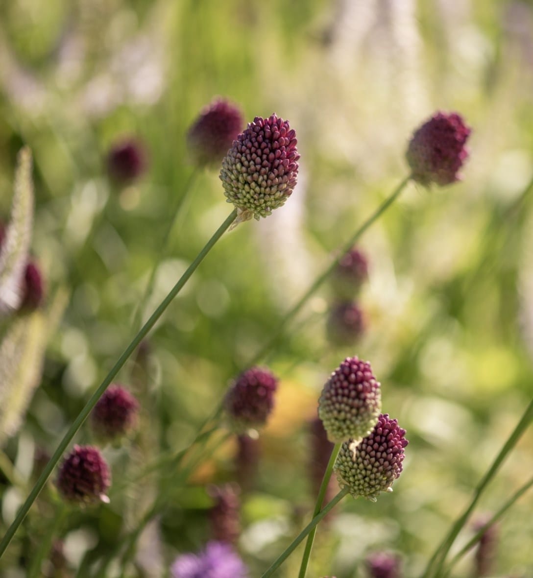 Potted peonies & alliums