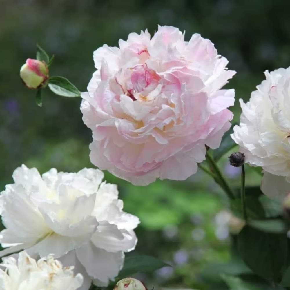 Potted alliums & peonies