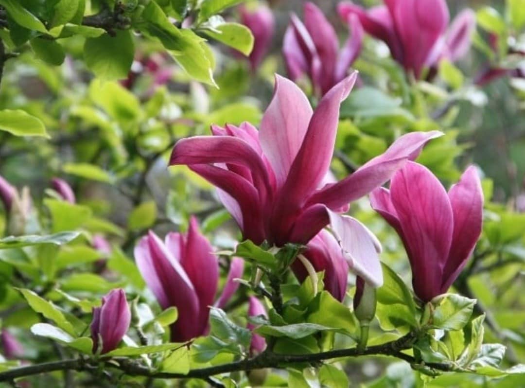 Discover some of our favourite magnolias