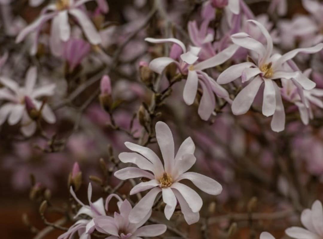 Helen's choice for April