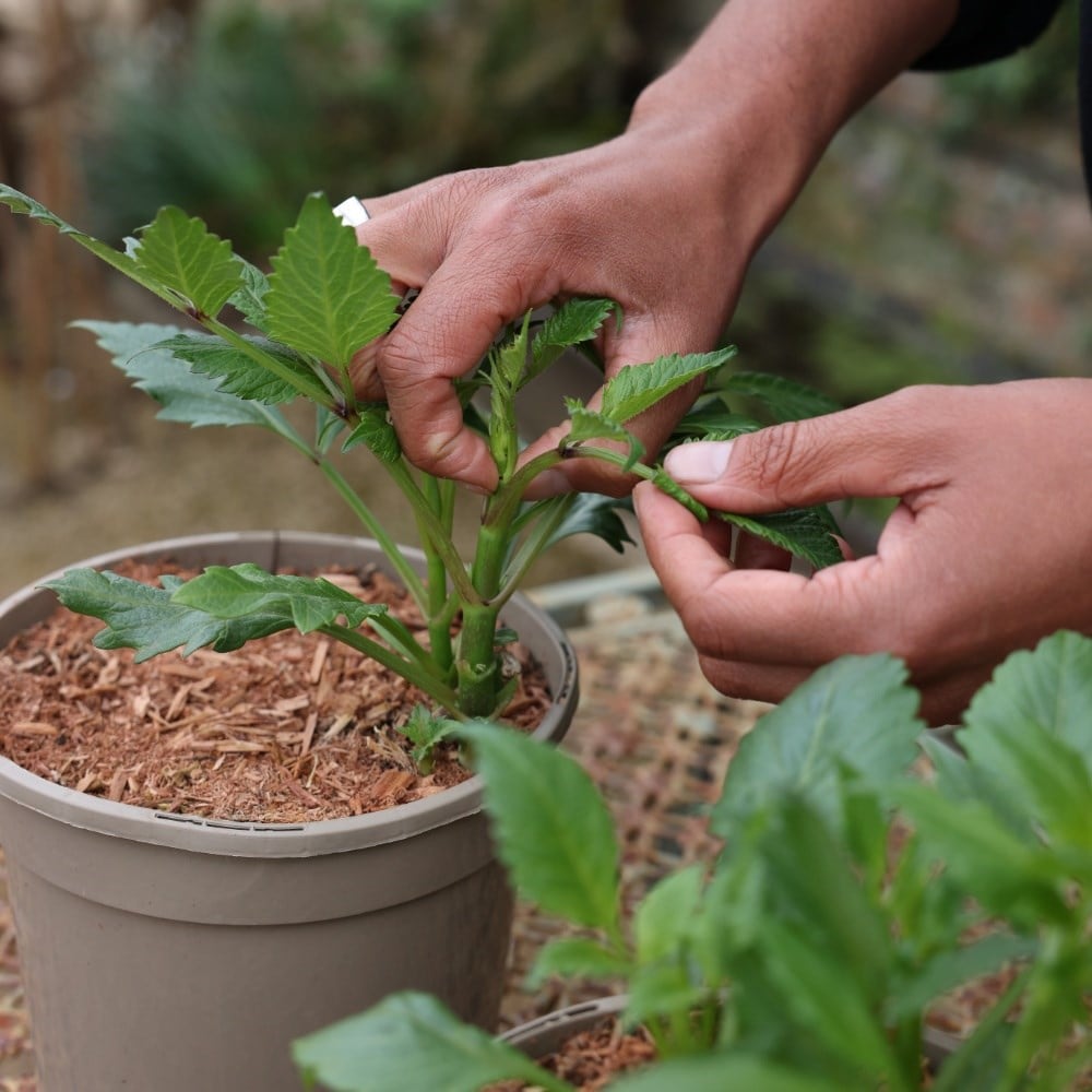 Gardening Jobs for April