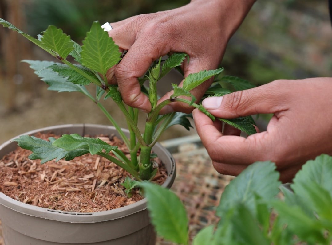 Gardening Jobs for April