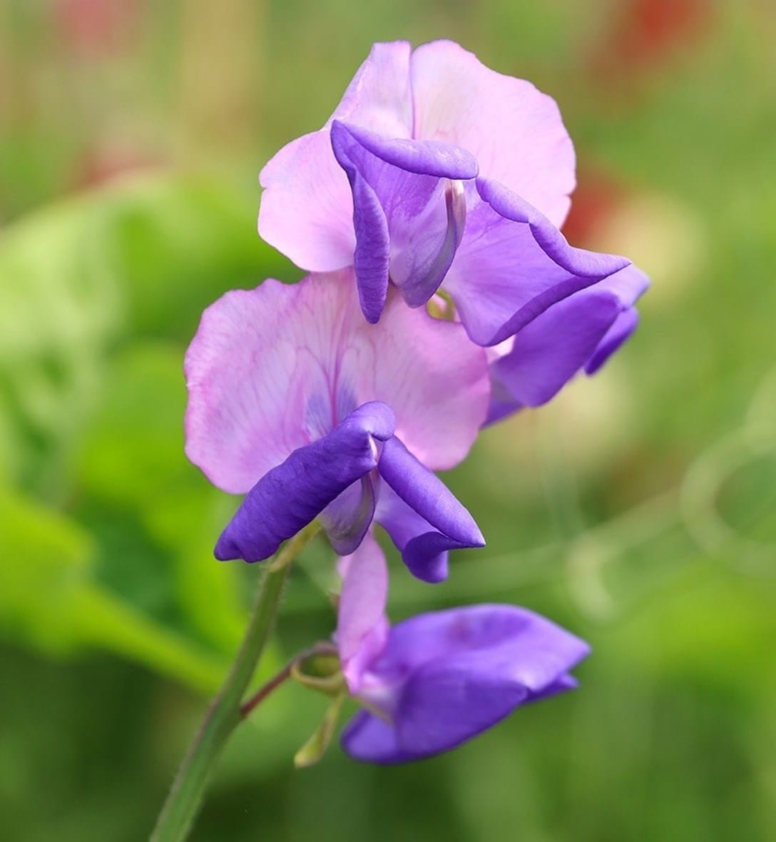 Seedlings and rooted cuttings