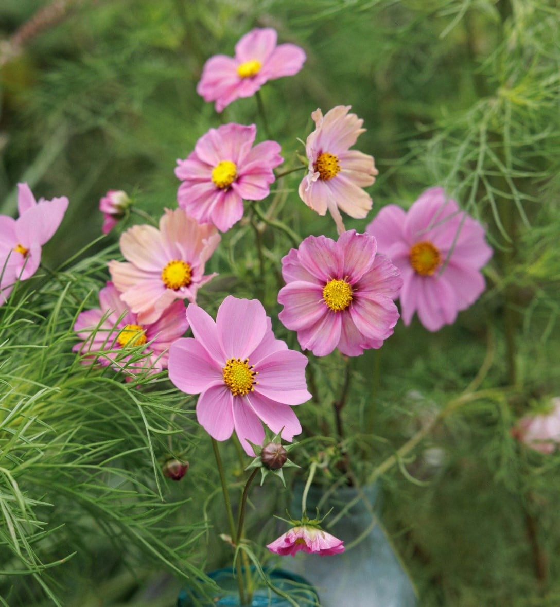 Seedlings and rooted cuttings