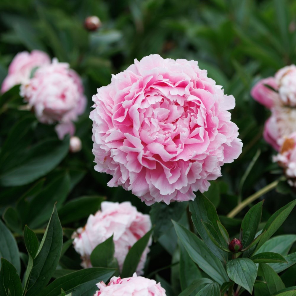 Potted peonies