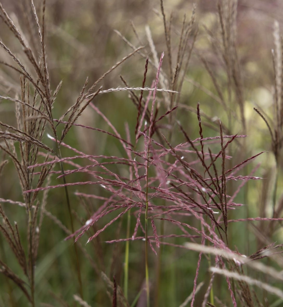 Grasses